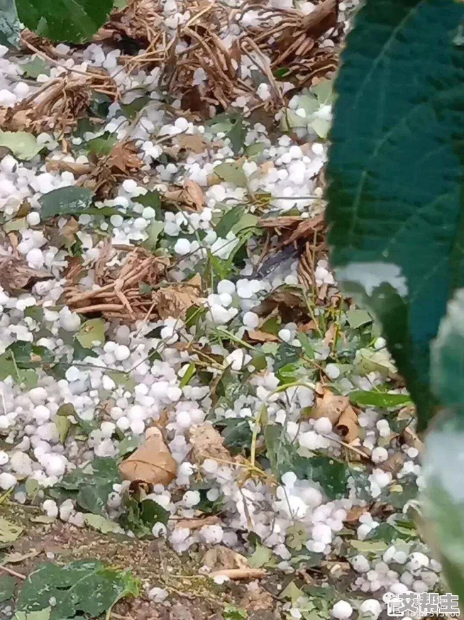 藕雹＂突袭！罕见自然现象致多地受灾，专家称其或与气候异常密切相关，引发广泛关注和讨论