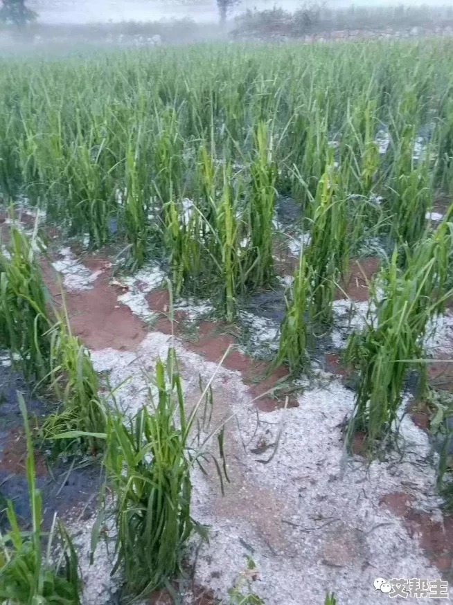 藕雹＂突袭！罕见自然现象致多地受灾，专家称其或与气候异常密切相关，引发广泛关注和讨论