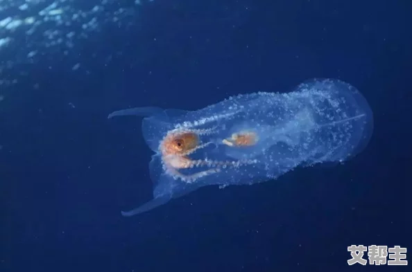 日本人意外发现深海奇迹，千年来未见的生物浮现，震撼科学界和民众认知！