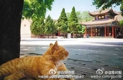 哑剧猫黄改：知情人士透露，背后黑幕曝光，引发网友热议和质疑