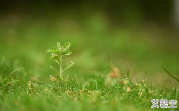 久草免费福利视频：网友们对这一平台的看法各异，有人认为内容丰富，更新及时，也有人担心版权和安全问题