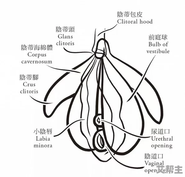 另类极品大荫蒂毛茸茸，这个名字真是让人好奇，内容一定很有趣！