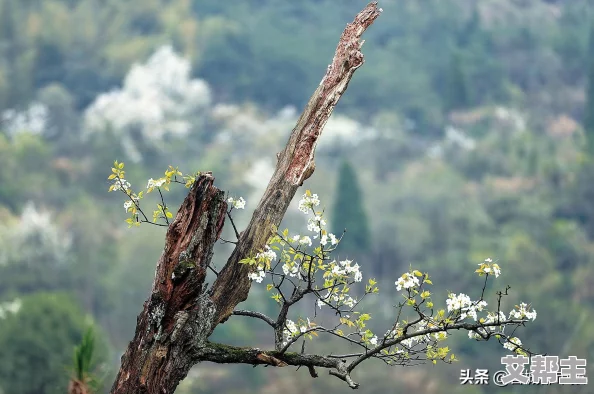 在快节奏生活中寻找宁静：如何应对天天躁夜夜躁的情绪挑战与心理调适技巧