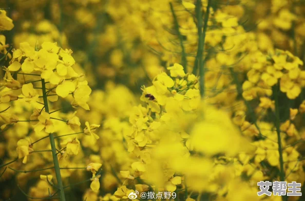 黄色一节片：阳光下的温暖与希望