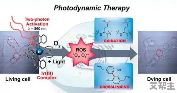 从小调教h科学家发现新型抗癌药物有效抑制肿瘤生长